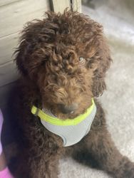 Sweet & Loveable Poodle