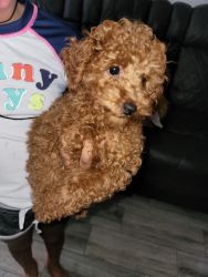 MALE RED TOY POODLE