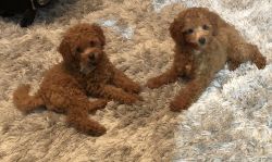 Red Toy Poodles for sale
