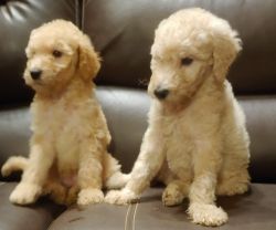 Two female Standard Poodles