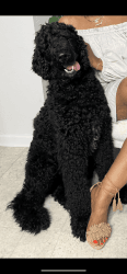 Trained Standard Poodle