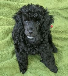 Toy Poodle Pup For Sale