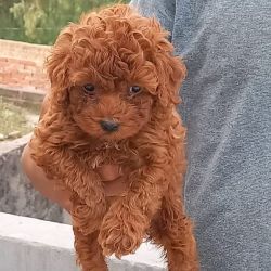 Poodle puppies available in Delhi