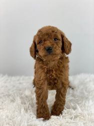 Toby Mini AKC Poodle
