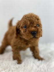 Milo Mini AKC Poodle