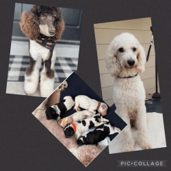 AKC Poodles moyen 2 female 3 Males super sweet puppies . Weill be read