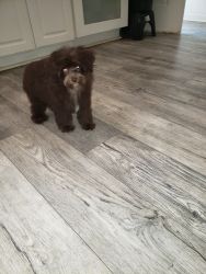 Chocolate male poodle
