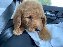 Standard Puppy Poodle w/ Crate, food, equipment, etc.