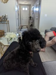 Adorable Toy poodle