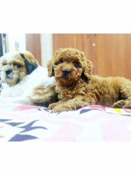 Top Quality toy poodle puppies available in Bangalore