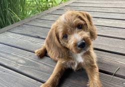 Trigger - Cute beagle/poodle puppy