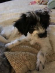 Toy Poodle Pup Female White & Black