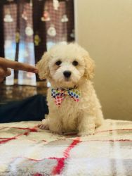 French Poodle Mini Toy