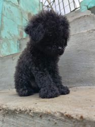 Toy poodle puppies available