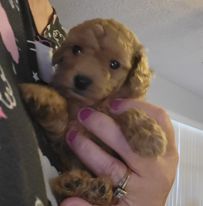 Adorable poodle puppies, toy in size