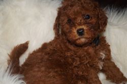 Red Poodle Pups