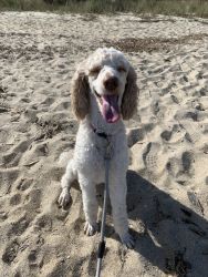 Two year old female standard poodle