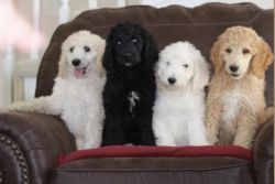 Full AKC Standard Poodle Puppies