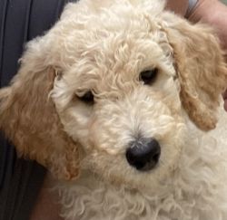 12 Weeks Female Poodle Puppy For Sale