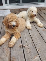 3 month old poodles male & female