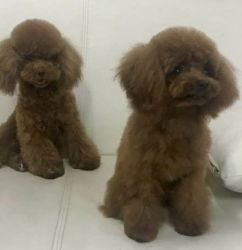Offered for sale are two toy poodles