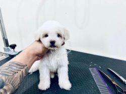 Adorable Poodle puppies looking for a new home