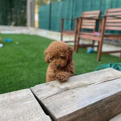Beautiful Poodle Puppies. Text or WhatsApp at.... +1(5xx) xx4-36xx