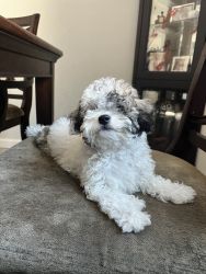 3 month old female poodle needs a forever home