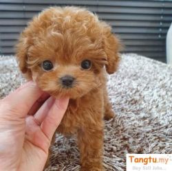 TINY TOY POODLE PUPS