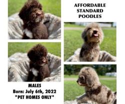 4 Male Standard Poodle Puppies