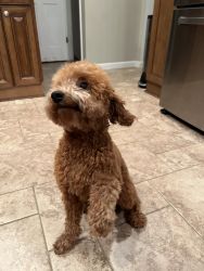 11 Month Female Poodle