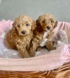 Teacup Poodle puppies Text or WhatsApp at.... +1(5xx) xx4-36xx