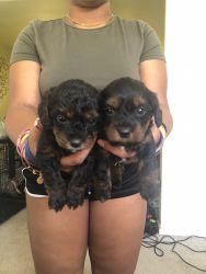 Yorkie poo pups for sale