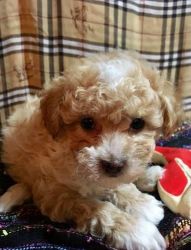 TOY POODLE PUPPIES -2 MONTHS HEALTH INSURANCE