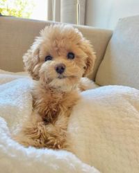 Toy Poodle Puppies -1 year warranty