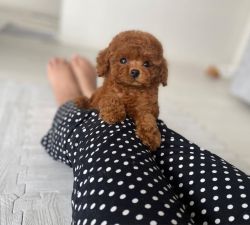 Toy Poodle Puppies Text or WhatsApp at.... +1(5xx) xx4-36xx