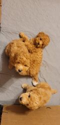 Toy/miniature poodles