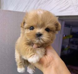 Healthy Toy Poodle Puppies for sale