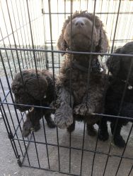 I have 5 males &2females , Standard poodle puppies