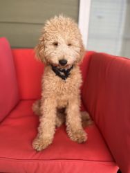 Wonderful and Friendly Miniature Poodle and Doodle Dog Available