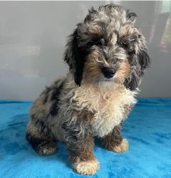 Gorgeous Toy Poodle Puppies for a new Home