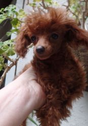 AKC small toy poodles for sale