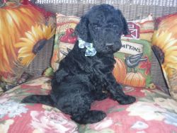 AKC Standard Poodle Puppies arrived onOct 3, 2022