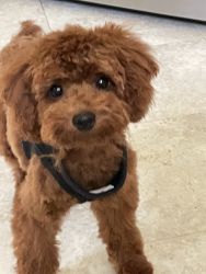 AKC miniature red poodle/ female, full rights