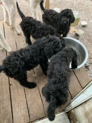 Standard poodles puppies