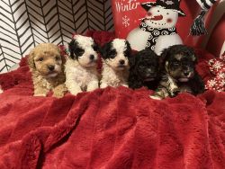 Christmas poodle puppies