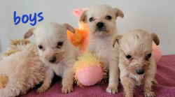Toy poodle min pin mix pups