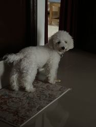 5 months old toy poodle