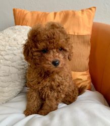 Toy poodle puppies for rehoming.