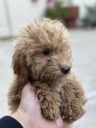 4mth old male toy poodle for sell